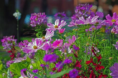 時種|9月に種まきできる花の人気品種9選！各種の開花時期。